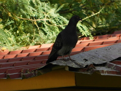 Columba livia