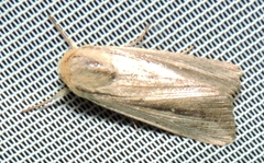 Leucania stenographa