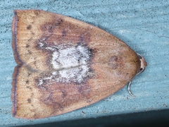 Detounda leptoplasta