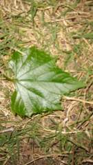 Vitis