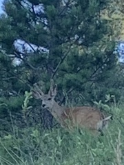 Odocoileus virginianus