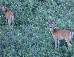 Odocoileus virginianus