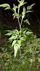 Torilis arvensis