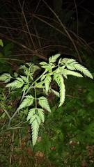 Torilis arvensis