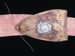 Detounda leptoplasta