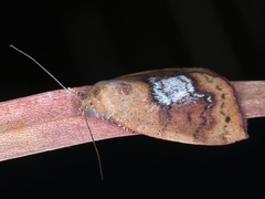 Detounda leptoplasta