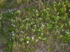 Amsonia ciliata texana