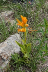 Dichromanthus aurantiacus