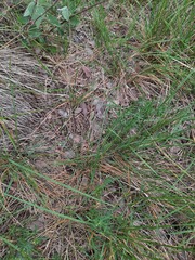 Nassella leucotricha