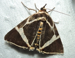 Fodina ostorius