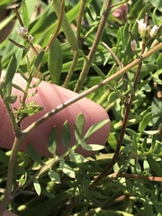 Planodes virginicum