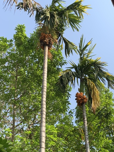Areca catechu