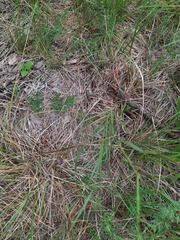 Nassella leucotricha