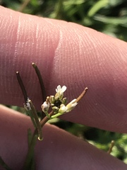 Planodes virginicum