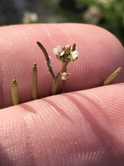 Planodes virginicum