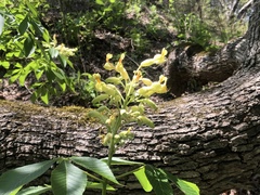 Aesculus pavia flavescens