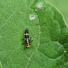 Cheilomenes sexmaculata