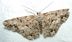 Hypomecis externaria