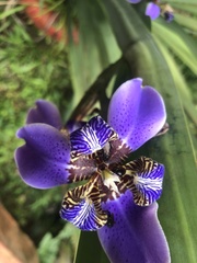 Trimezia coerulea