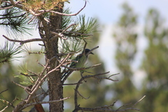 Aphelocoma woodhouseii