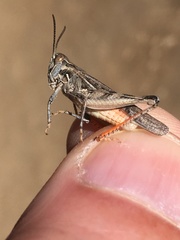 Psoloessa delicatula