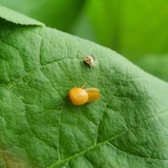 Cheilomenes sexmaculata