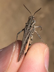 Psoloessa delicatula