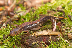 Desmognathus carolinensis