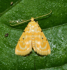 Notarcha quaternalis