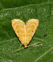 Notarcha quaternalis
