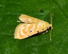 Notarcha quaternalis