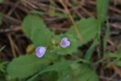 Arabis verna