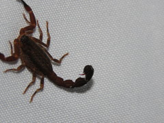 Tityus forcipula