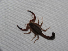 Tityus forcipula
