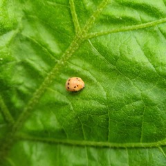 Cheilomenes sexmaculata