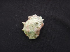 Acanthais triangularis