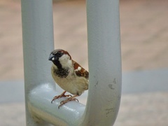 Passer domesticus