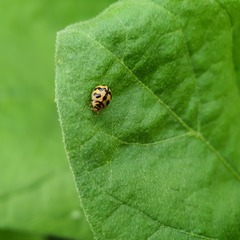Cheilomenes sexmaculata
