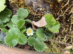 Fragaria hayatae