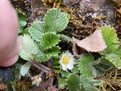 Fragaria hayatae