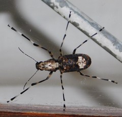Chirotenon longimanus