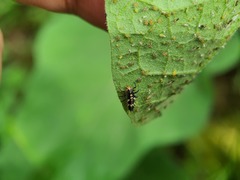Cheilomenes sexmaculata