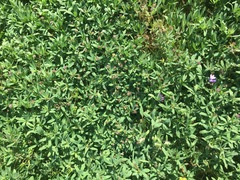 Trifolium palmeri