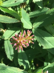 Trifolium palmeri