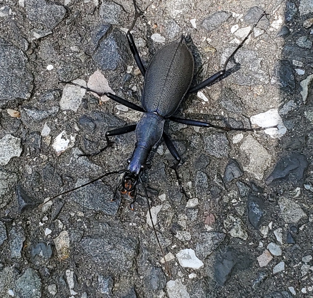 片瞑り』~ Carabus blaptoides~ Carabinaesubfamily_carabusblap