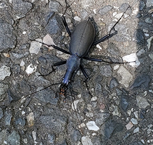 Snail-eating Beetle (Carabus blaptoides) · iNaturalist