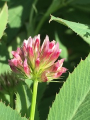 Trifolium palmeri