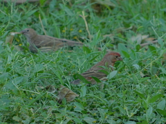 Haemorhous mexicanus