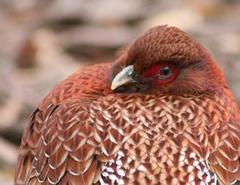 Copper Pheasant photo 3