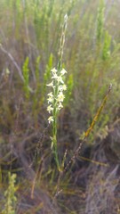 Struthiola dodecandra